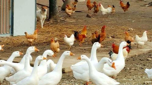 娱乐吃瓜酱大鹅,揭秘娱乐圈那些不为人知的幕后故事