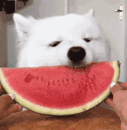 吃瓜表情包动态