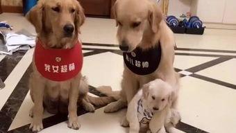 娱乐吃瓜酱送小狗视频大全