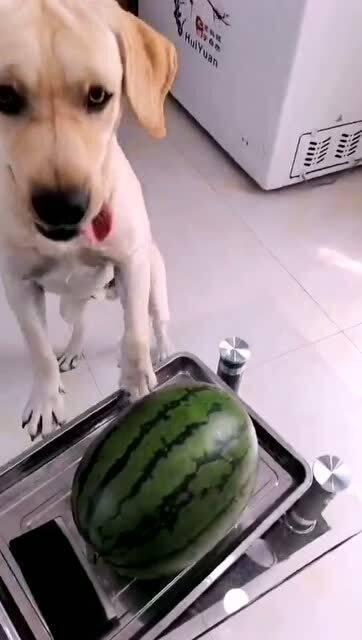 娱乐吃瓜酱送小狗视频大全